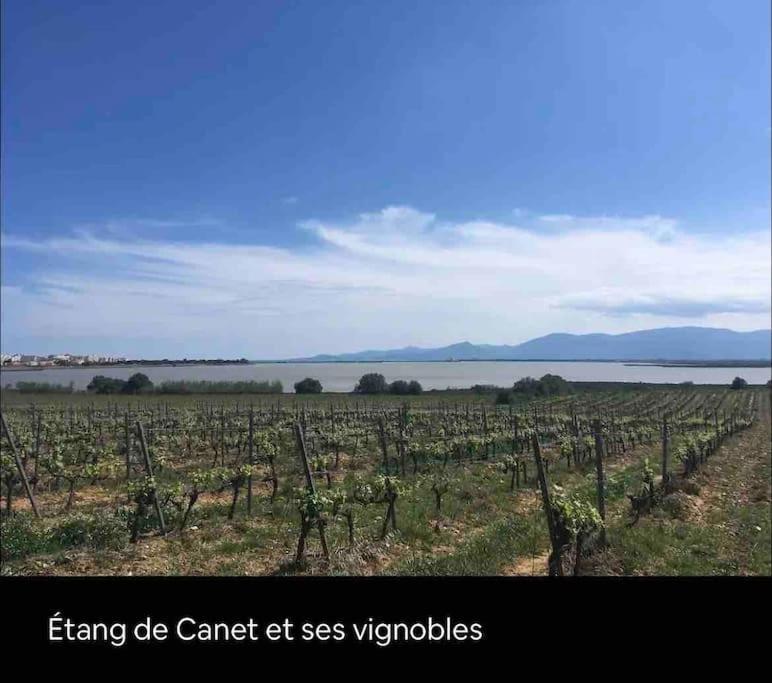 Coquet Appartement Canet-en-Roussillon Eksteriør bilde